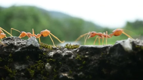 Extreme closeup of journey of ant Stock Footage 65828546