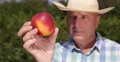Extreme Closeup Juicy Peach Fruit Farmer Showing Bio Dessert Farm Good Quality 4k or 4k+ Resolution