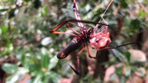 Extreme Closeup Large Spider Wrapping Cockroach Prey in Silk Curieuse Seychelles Vídeo Stock 244070008