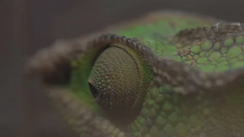 Extreme Closeup Macro Chameleon Eye Moving 4K Video stock 150669912