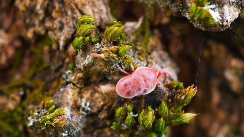 Extreme closeup macro shot of RED Spider Mite (Tetranychus urticae) Stock Footage 128643745