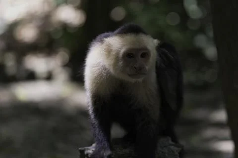 Extreme Closeup Of A Monkey Perched On A Bridge Support Stock Photos