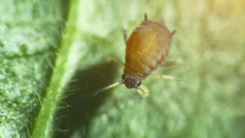 Extreme closeup of one small aphid Stock-Footage 151717736