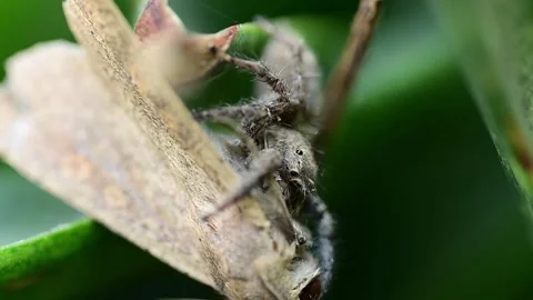 Extreme closeup of pantropical jumping spider during insect predation 스톡 동영상 334584618