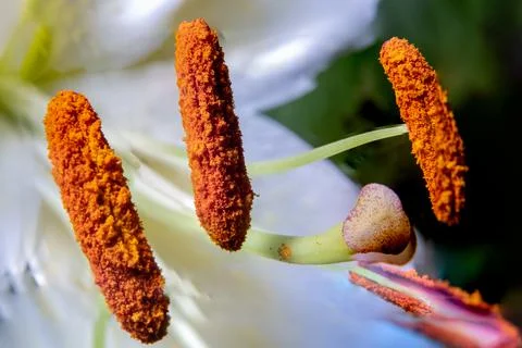 Extreme closeup of Pollen and Stigma from Lily flower (Lilium candidum). Stock Photos