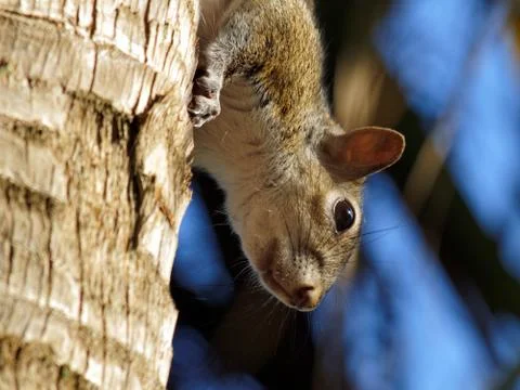 Extreme Closeup Profile Upside Down Squirrel on Tree Trunk Stock Photos