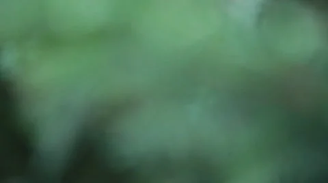 Extreme Closeup Rack Focus on Foliage of Juniper Tree Stock Footage 42283396