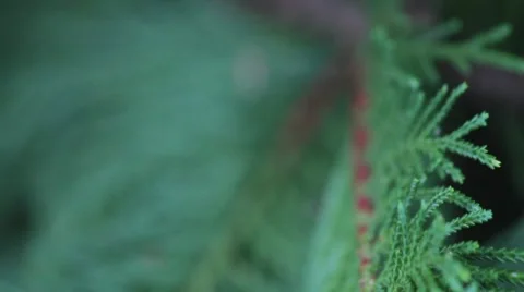 Extreme Closeup Rack Focus on Foliage of Juniper Tree Stock Footage 42283426