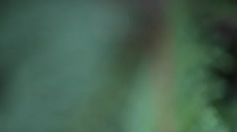 Extreme Closeup Rack Focus on Foliage of Juniper Tree Stock Footage 42283528
