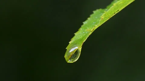 Extreme closeup of Raindrop on leaf Stock Footage 39564817