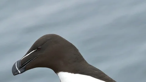 Extreme closeup razorbill Stock Footage 75644938
