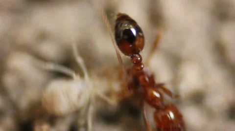 Extreme Closeup of Red Ants attacking White Termites Stock Footage 48671514