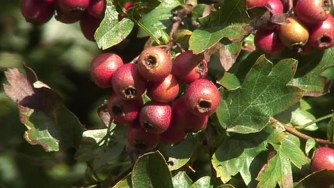  Extreme closeup of red Haws blowing in the wind in a hedgerow 스톡 동영상 251762032