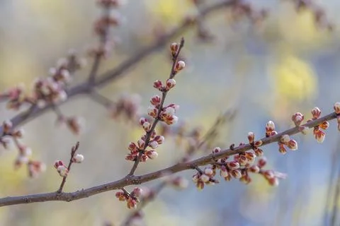 Extreme closeup revealing tiny bud textures and emerging petals, selective .. Foto stock