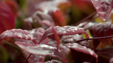 Extreme Closeup sleet falling on shrub Stock Footage 262455043