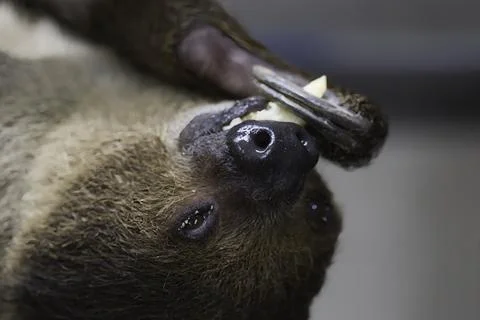 Extreme Closeup Of Sloth Eating Stock Photos
