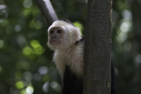 Extreme Closeup Of A Small Monkey In A Tree Stock Photos
