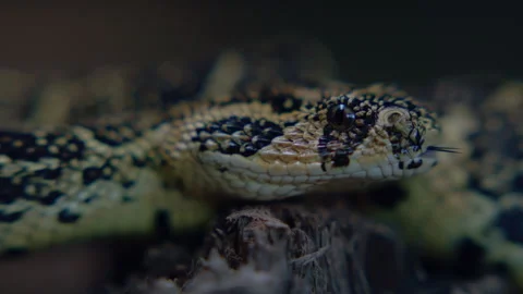 Extreme closeup of snake's head Stock Footage 278802253