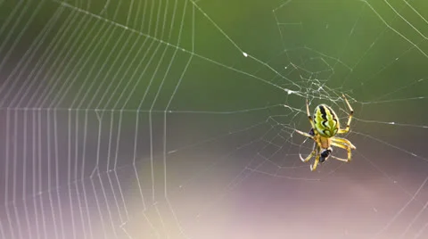 Extreme closeup of spider and web. Shot in RAW, wide dynamic range 動画素材 27088404