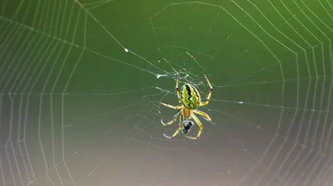 Extreme closeup of spider and web. Shot in RAW, wide dynamic range Видео 27088447