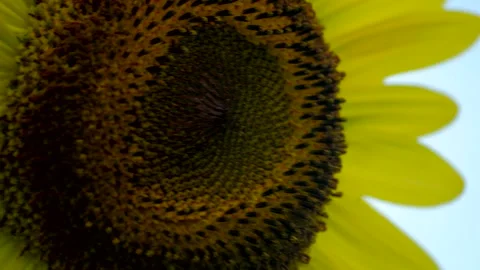 Extreme Closeup of Sunflower 2 스톡 동영상 137260091