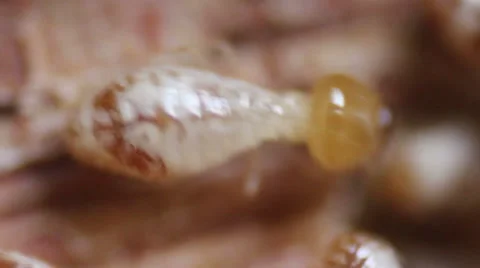 Extreme Closeup of Termites Stock Footage 48638375