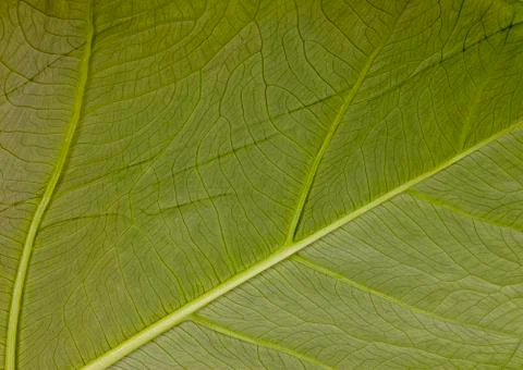 Extreme Closeup of Textures and Patterns on Green Leaf Stock Photos