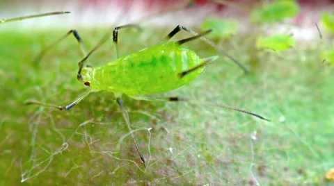 Extreme Closeup of a Tiny Aphid. Video FullHD 1080p Stock Footage 66777170