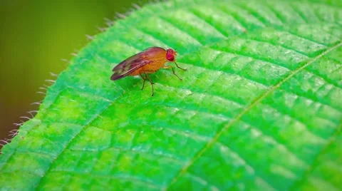 Extreme Closeup of a Tiny Fruit Fly on a Leaf. FullHD video Stock Footage 59854205