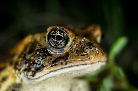 Extreme Closeup of Toads Face Stock Photos