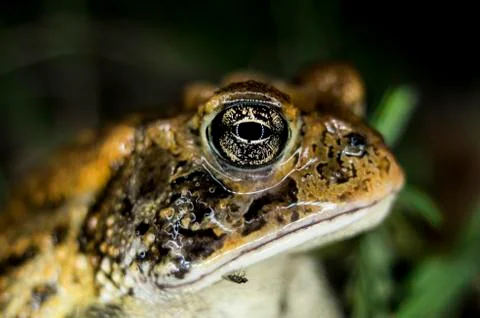 Extreme Closeup of Toads Face in Profile Stock Photos