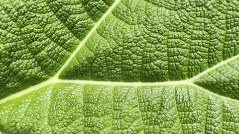 Extreme closeup of vibrant green leaf texture with detailed bumpy surface and Stock Footage 337949065