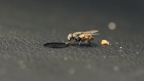 Extreme Closeup Video Of A Fly Drinking Stock Footage