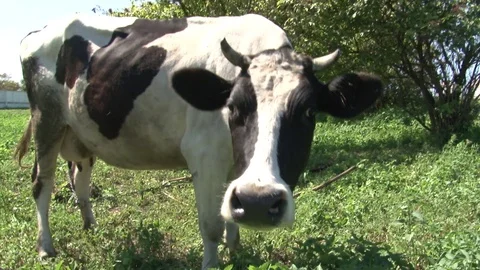 Extreme closeup view of dairy cows head and tongue eating grass. Vídeo Stock 104109464