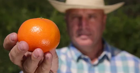 Extreme Closeup View Farmer Recommend Mandarin Fruit Exotic Fresh Sweet Citrus Stock Footage 61450573