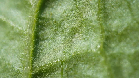 Extreme Closeup View of the Surface of a Green Leaf Stock-Footage 135853580