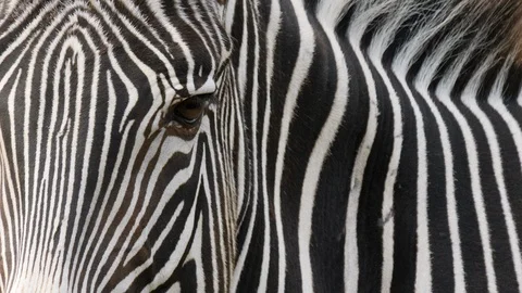 Extreme closeup of zebra head. Stock Footage 110998740