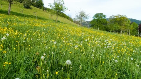 Extreme deep aerial flight over a wonderful spring meadow in the Black Forest Stock Footage 128880942