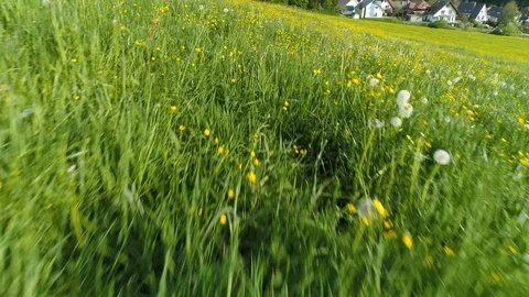 Extreme deep flight over a beautiful spring meadow in the Black Forest Stock Footage 128881810