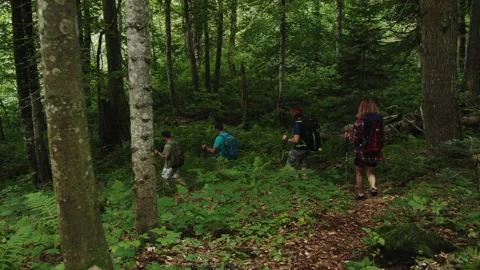 Extreme descent along trail surrounded by tall trees in wet forest. Team of Stock Footage 208889545