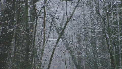 Extreme Falling Snow Between Trees During Heavy Snowfall in Winter Forest Stock Footage 325471077