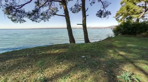 Extreme flight between the pine trees that reveals the sea. Aerial, 4k Stock Footage 63598498