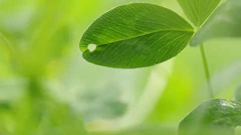 Extreme focus shift shot of a plant with a hole on a green meadow Stock Footage 86454061