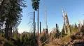 Extreme forest dieback in sunny Harz mountain range Germany Photo