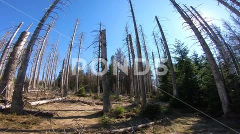 Extreme forest dieback in sunny Harz mountain range Germany Stock Photos