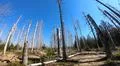 Extreme forest dieback in sunny Harz mountain range Germany Photo