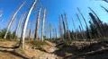 Extreme forest dieback in sunny Harz mountain range Germany Photo