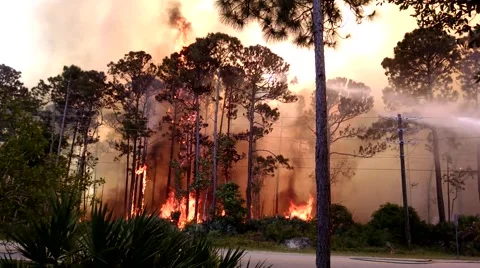 Extreme Forest Fire 4 Stock Footage 48984445