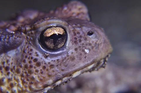 Extreme frog closeup Stock Photos