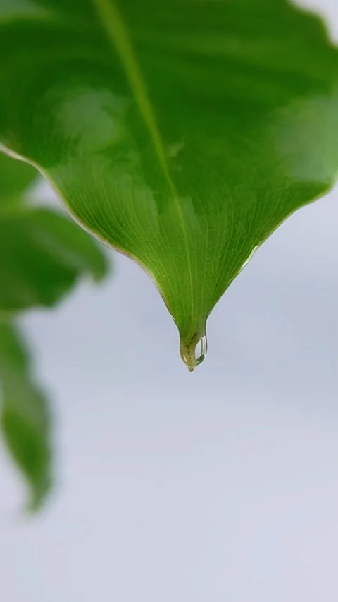 Extreme front close up of green leaf tip dropping clear liquid. Isolated on.. Stockbeeldmateriaal 338010255